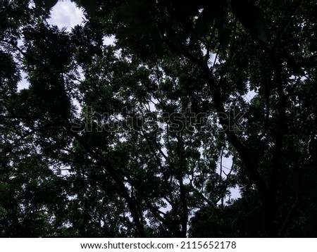 The background image of shady trees in the morning is taken from below in the morning