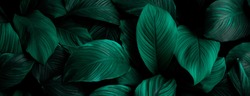 Das Grüne Hintergrundbild, Die Farben Der Herbstblätter Sind Perfekt, Geeignet Für Den Saisonalen Gebrauch.