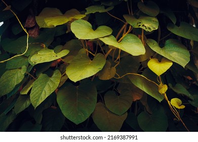 481,696 Pond leaves background Images, Stock Photos & Vectors