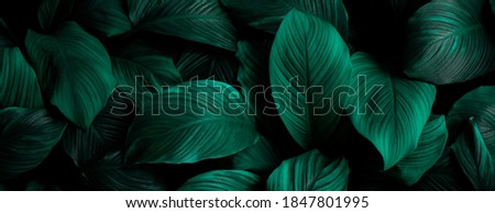 The background image that is green, the colors of the autumn leaves are perfect, suitable for seasonal use.