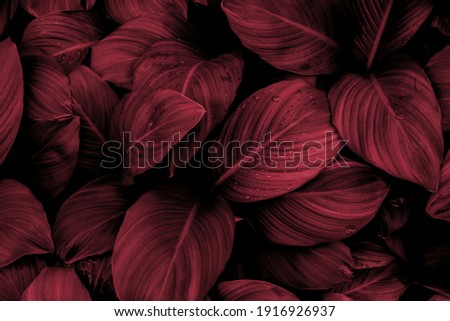 The background image that is red, the colors of the autumn leaves are perfect, suitable for seasonal use.