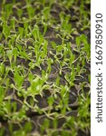 Background image of tiny plants in pots in garden or nursery plantation, copy space