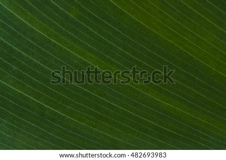 Background Innervation of leaf