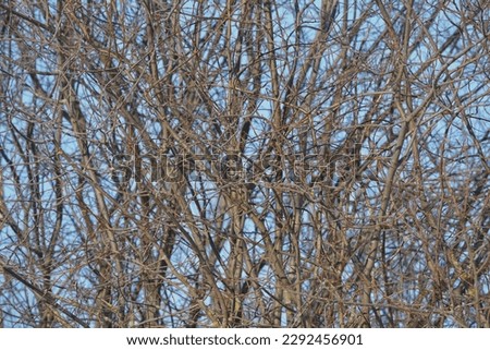 Background with intertwined bare tree branches in early spring or winter