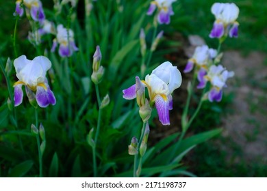 Background From Iris Flowers, Selective Focus. Iris Orchid Bush On The Blurred Backdrop For Poster, Calendar, Post, Screensaver, Wallpaper, Postcard, Banner, Cover, Website