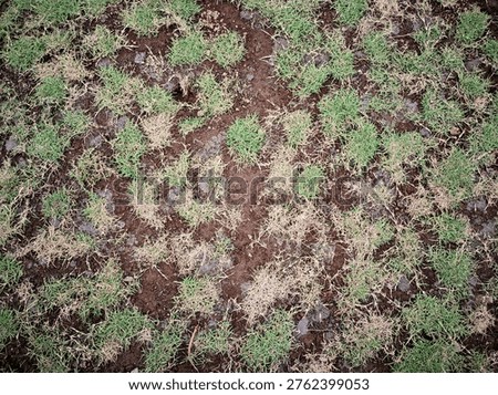 background irregular dry grass texture
