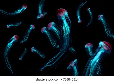 Фон медуз японской морской крапивы (Chrysaora pacifica) ядовитой медузы. Синий неоновый эффект свечения света