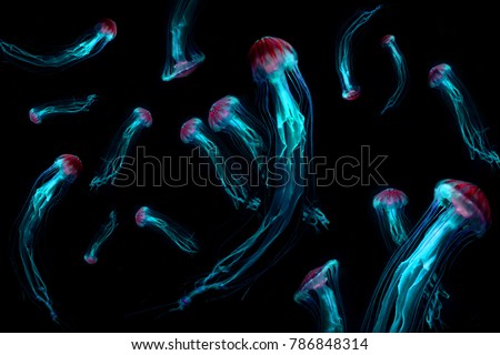 Background of Jellyfish Japanese Sea Nettle (Chrysaora pacifica) poisionous jellyfish. Blue neon glow light effect