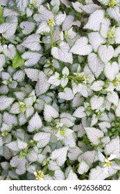 Background: Lamium Maculatum