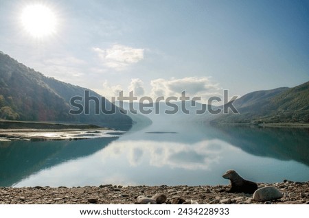 background landscape one dog on a lake beach near mountains and green forest with rays of sun in the skies of Georgia in autumn
