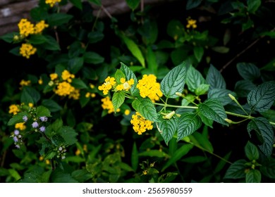 Background of lantana flower. Close-up photo of a yellow lantana flower. Yellow lantana flowers grow in tropical rainforests and are wild in nature. - Powered by Shutterstock