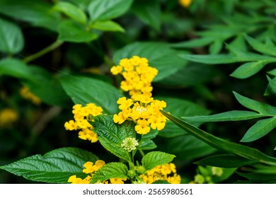 Background of lantana flower. Close-up photo of a yellow lantana flower. Yellow lantana flowers grow in tropical rainforests and are wild in nature. - Powered by Shutterstock