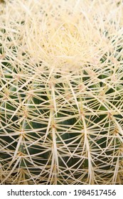 Background of a large cactus with the texture of needles, close up