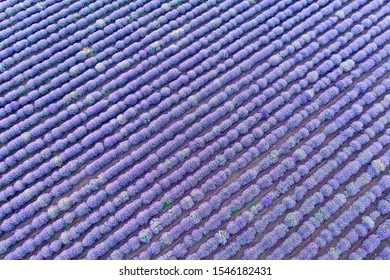 Background Lavender Field In Summer. View From Above