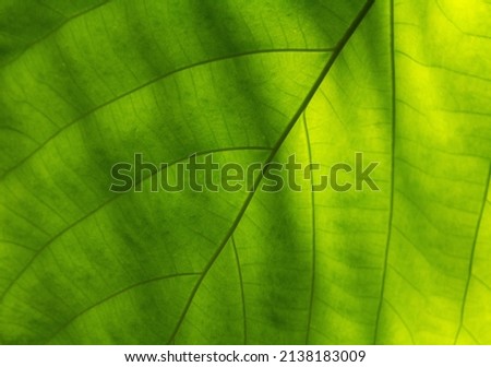 Background of the leaf- close up with beautiful leaf patterns 
