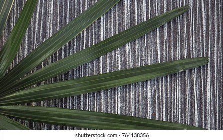 background leaf nature