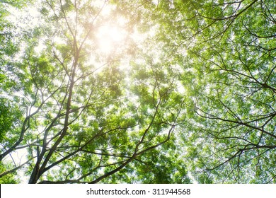 background of Leaf on the tree