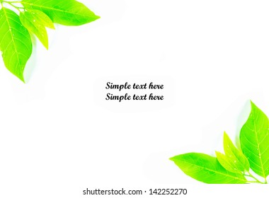 Background of leaf,   spring green leaf used as background 