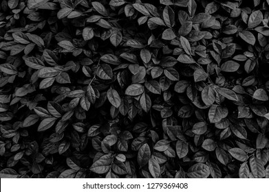Сolorfull background of leaves