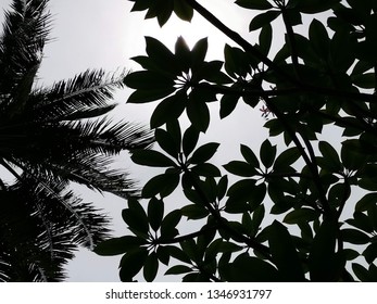 background with leaves