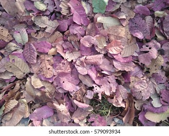 Background leaves
