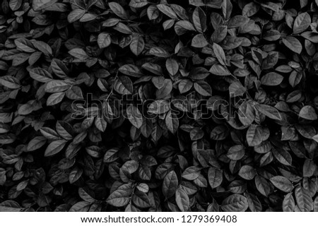 Сolorfull background of leaves
