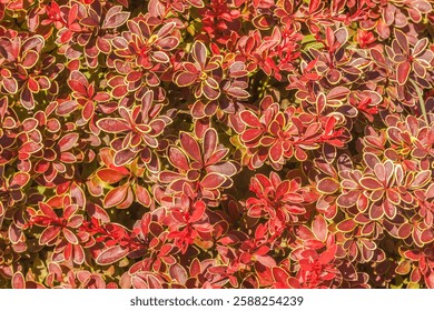Fondo de hojas de Berberis thunbergii, el agracejo japonés, el agracejo de Thunberg o el agracejo rojo