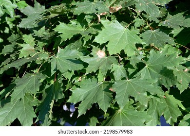 Background: Leaves Of Norway Maple Tree