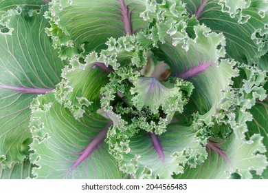 Background Of Leaves Of Red Russian Kale