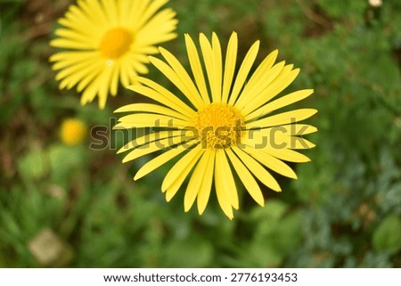Background of Leopard Bane Flowers