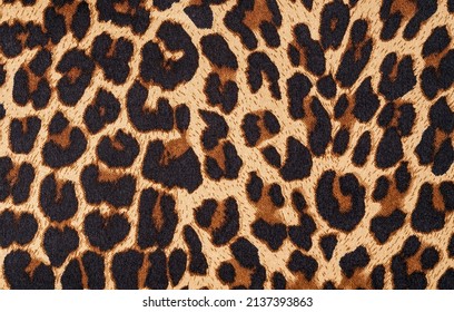 7,228 Cheetah Print Stock Photos, High-Res Pictures, and Images