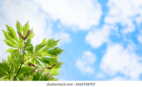 Background with light clouds on a blue sky and a branch of