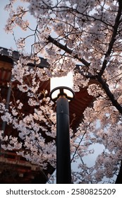 Background of lights surrounded by cherry blossoms at night