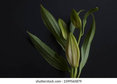 Background with lily bud, Madonna lily, Lilium candidum