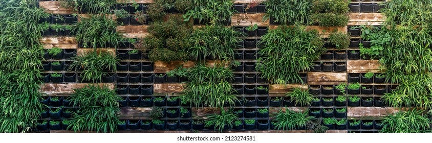 background - living wall with vertical garden