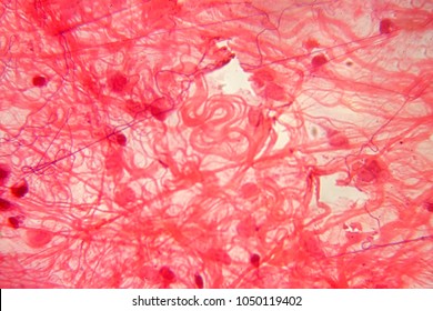 Background Of Loose Connective Tissue In Microscope