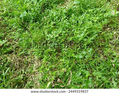 background of Lush green wild grass in the back garden of the house 