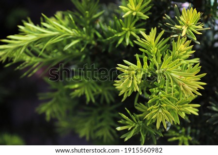 Background macro of a needles on a Hicks Yew