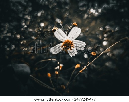 Similar – Image, Stock Photo a yellow and small flower isolated in the field