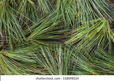 A Background Made From Fresh White Pine Needles.