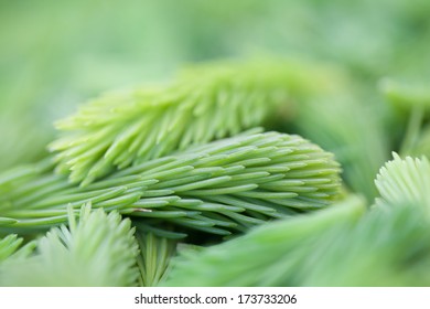 Background made from freshly picked young spruce sprouts