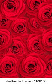 pozadí z červených růží Stock fotografie