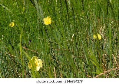 The background is made of tall grass with yellow poppy flowers.