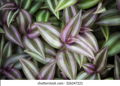 Background Made Of Wandering Jew Plant