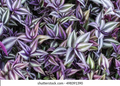 Background Made Of Wandering Jew Plant