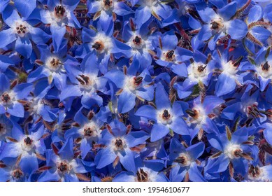 Hintergrund vieler blauer Blumen von Boretsch oder Gurkenkraut oder Kukumerkraut (Borago officinalis), die sich auf und neben einander befinden