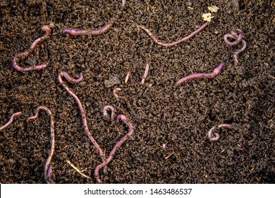 Background Of Many Earthworms African Night Crawler (AF). Raising Worm Composting From Cow Dung Is Ecological Products For Organic Farming.