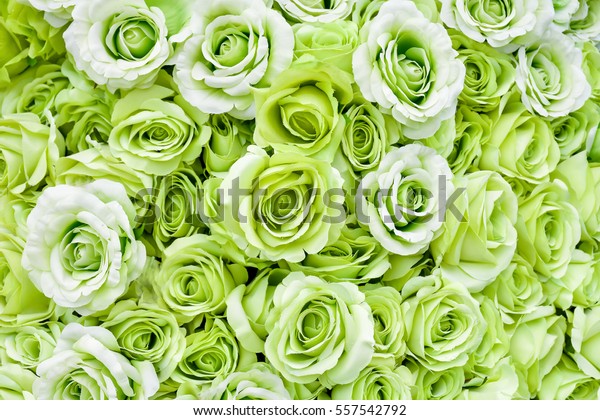 Background of many green roses. Common but unusual flower wallpaper design. 