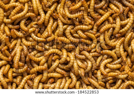 Background of many living Meal worms suitable for Food
