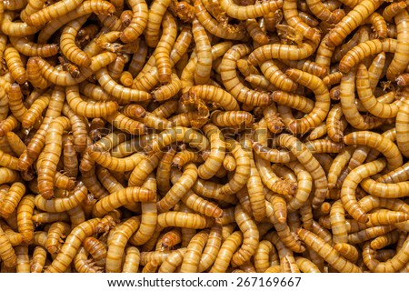Background of many living Mealworm larvae suitable as Food
